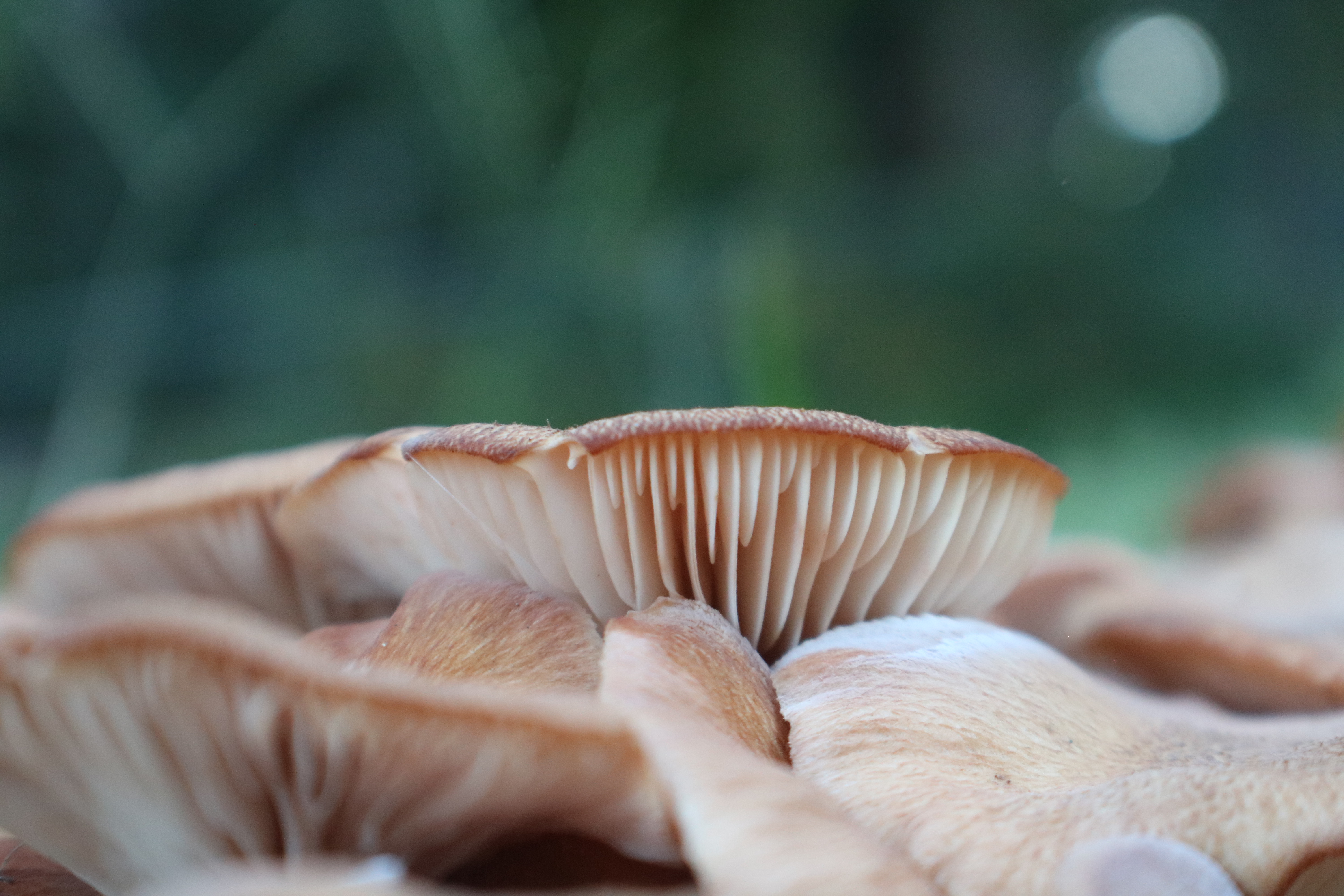 a close up photo of a group of mushrooms showing gills